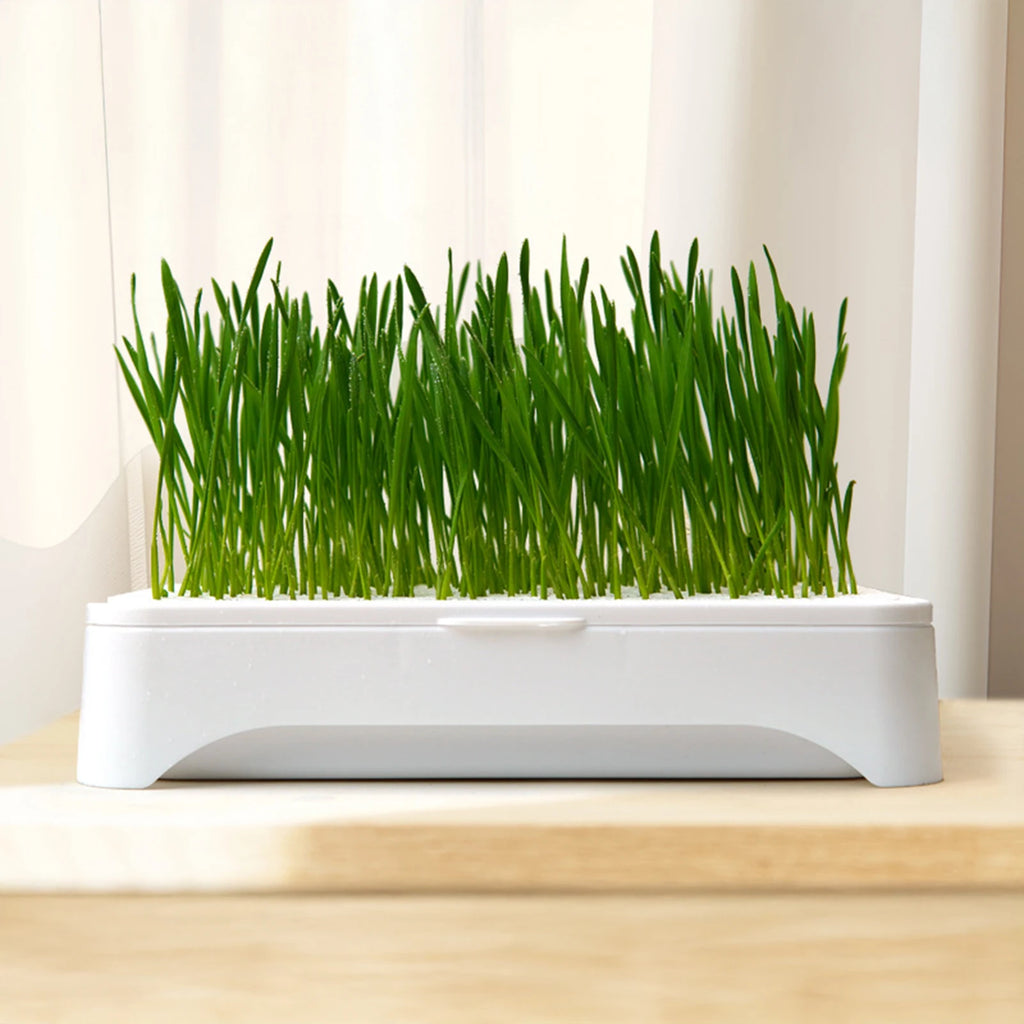Eco-Friendly Grass Growing Pot