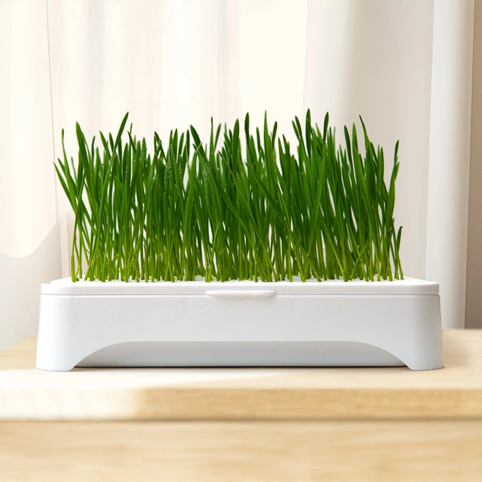 Eco-Friendly Grass Growing Pot