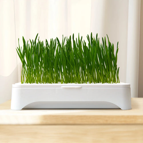 Eco-Friendly Grass Growing Pot